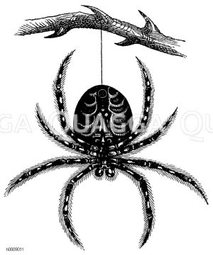 Kreuzspinne, von unten [Digital]