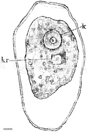 Kristalloid (kr) in einer Parenhymzelle der Kartoffelknolle, k) Zellkern [Digital]