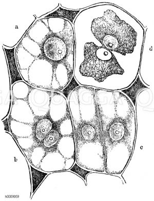 Zellenteilung im Sameneiweiß der Schminkbohne (Phaseolus multiflorus). Die durch freie Zellbildung entstandenen Zellen haben sich aneinander geschlossen und vermehren sich jetzt durch Teilung. a) intakte Zelle, b) beginnende Teilung, c) vollendete Teilung, d) eine der Zelle b ähnliche, deren Inhalt sich durch Einwirkung von Wasser zusammengezogen hat [Digital]