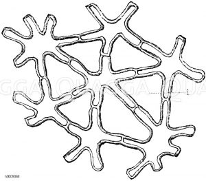 Sternförmiges Parenchym aus dem Mark der Binse (Juncus conglomerates), i) Interzellularraum [Digital]