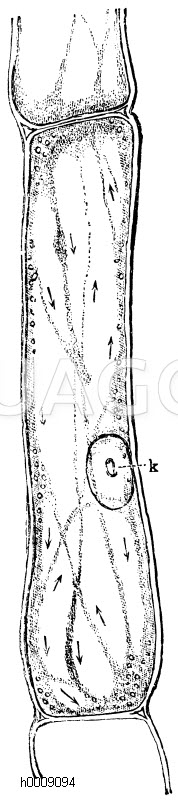 Protoplasmaströme in einer langgestreckten Zelle des Schöllkrautes. k) der Zellkern, mit einem Kernkörperchen. Die Strömung folgt der Richtung der Pfeile [Digital]