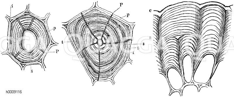Querschnitt einer Markzelle von Clematis vitalba, p primäre Haut, t) innerste Schicht der Zellhülle, P) Porenkanal, i) Interzellularraum (links), Bastzelle aus dem Stamm von Urania guanesis mit mehreren Schichtenkomplexen (1, 2, 3, t) und einfachen Porenkanälen P, p) primäre Membran einer benachbarten Zelle (mitte), Längsschnitt durch einseitig verdickte Oberhautzellen der Mistel (Viscum album). s) Verdickungsschichten, c) Cuticula (rechts) [Digital]