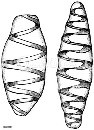 Verschiedene Spiralfaserzellen aus Kaktuspflanzen (links). Aus Opuntia Tuna mit stark verdicktem Spiralband (links), Aus Mammillaria mit plattenförmigem Spiralband (rechts) [Digital]