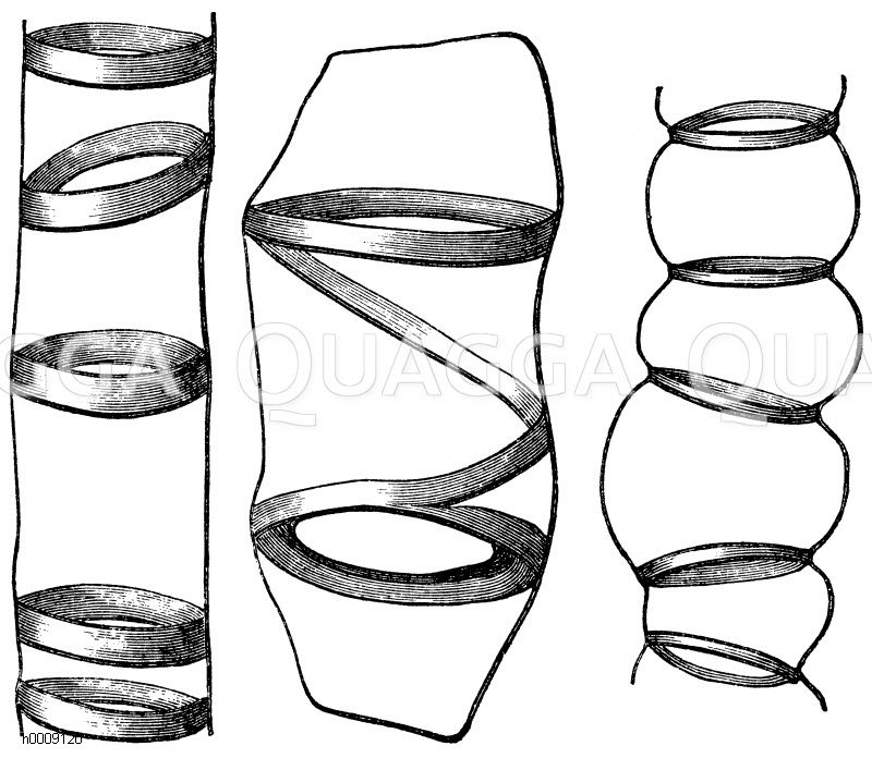 Verschiedene Ringfasernzellen. Aus dem Schilfrohr, Arundo donax, mit in verschiedener Weite und verschiedener Neigung gestellten stark verdickten Ringen (links), Aus Opuntia, mit Ringen, welche in ein Spiralband übergehen (mitte), Aus der Balsamine, Balsamina hortensis, mit tonnenartig erweiterter primärer Hülle zwischen den Ringen (rechts) [Digital]