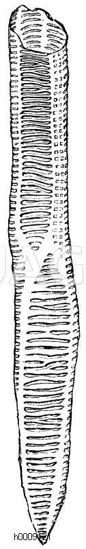 Treppenzelle aus dem unterschiedlichen Stamm des Adlerfarn (Pteris aquilina) [Digital]