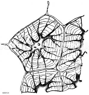 Verholztes Parenhym aus der Fruchtschale der Walnuss (Juglans regia) mit verzweigten Porenkanälen [Digital]
