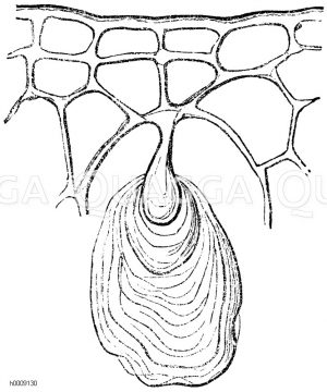 Traubenkörper aus dem Blatt des Gummibaumes (Urostigma elasticum) [Digital]