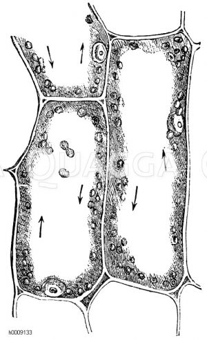 Zellen aus dem Blatt von Vallisneria spiralis. Die runden Körper Blattgrünkörner. Die Pfeile deuten die Richtung der Protoplasmaströme an. [Digital]