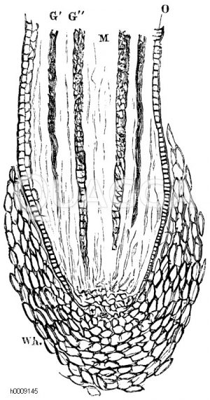 Längsschnitt durch die Spitze einer eben hervorbrechenden Wurzel von Aspidistra elatior. Wh) Wurzelhaube, M) Mark, O) Oberhaut, G‘) enge Spiralgefäße, G‘‘) weite Netzgefäße [Digital]