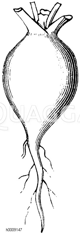 Rübenförmige Wurzel des Radieschen [Digital]