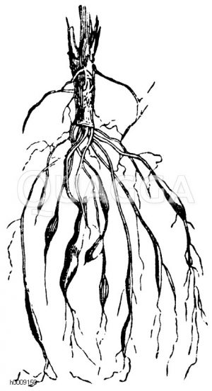 Spiraea filipendula - Mädesüß: Büschelige Wurzel [Digital]