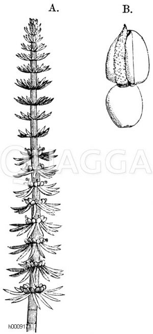 A) Tannenwedel mit quirlförmigem Blütenstande. B) einzelne Blüte, welche aus einem Stempel mit langer, warziger Narbe und einem Staubblatt zusammengesetzt ist [Digital]