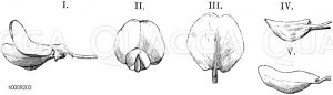 Goldregen: Blüte: I. von der Seite, II. von vorn, III. Segel, IV. Kiel, V. linker Flügel von außen [Digital]
