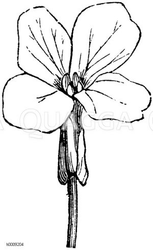 Blüte der Mondviole [Digital]