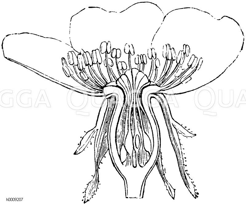 Rosenblüte im Längsschnitt. In den krugförmigen Kelch sitzen die Stempel [Digital]