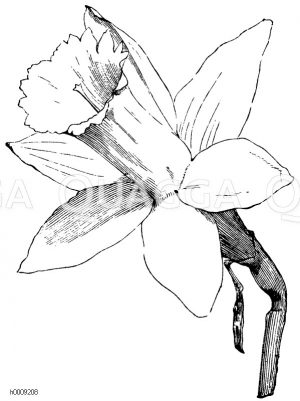 Blumenkronartige Blütenhülle der Narzisse mit sechsteiligem Saum und glockiger Nebenkrone [Digital]