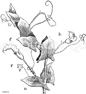 Nebenblättrige Platterbse, r) Ranke, b) Blüte, f) Frucht, n) Nebenblätter [Digital]