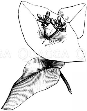 Caprifoliaceae - Geißblattgewächse