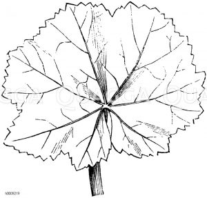 Kreisförmiges Blatt der Käsepappel (Malva rotundifolia) [Digital]
