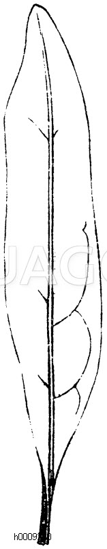Lanzettförmiges Blatt des Ligusters [Digital]