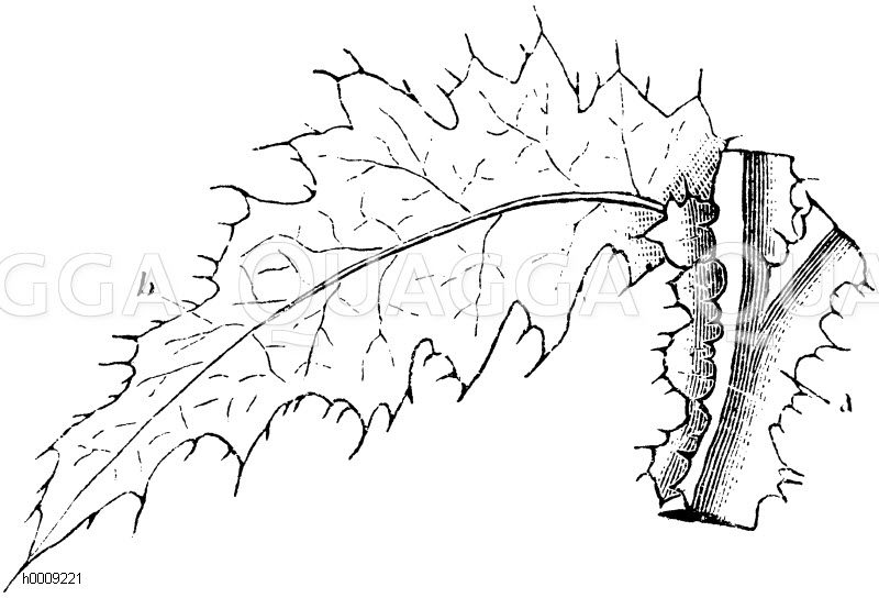 Kratzdistel mit herablassenden dornigen Blättern (b), wodurch der Stengel (a) mehrfach geflügelt erscheint [Digital]