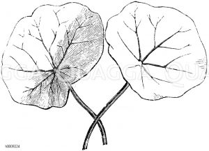 Tropaeolaceae - Kapuzinerkressengewächse