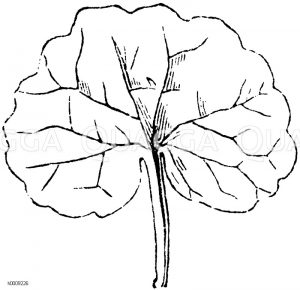 Nierenförmiges Blatt der Grundelrebe [Digital]