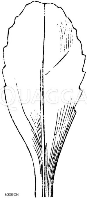 Spaltenförmiges Blatt des Maßliebchens [Digital]