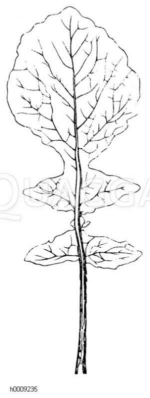Leierförmiges Blatt der weißen Rübe [Digital]