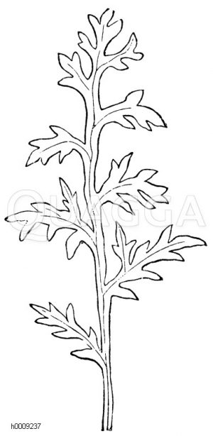 Fiederschnittiges Blatt der Klatschrose (Papaver rhoeas) [Digital]