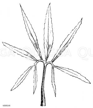 Fußförmiges Blatt des Nießwurz [Digital]