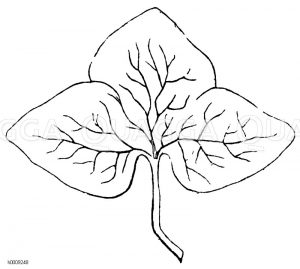 Heptaica triloba - Leberblume: Dreilappiges Blatt [Digital]