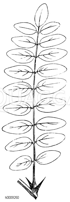 Unpaarig gegenüberstehend gefiedertes Blatt der Akazie (Robinia Pseudacacia) [Digital]