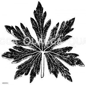 Handnerviges Blatt des Wiesenstorchschnabels (Naturselbstdruck) [Digital]