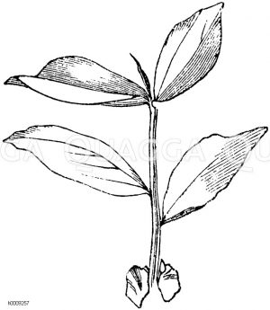 Paarig gefiedertes Blatt mit Endspitze, von der Platterbse [Digital]