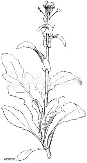 Verschieden gestaltete Blätter des Hirtentäschel [Digital]