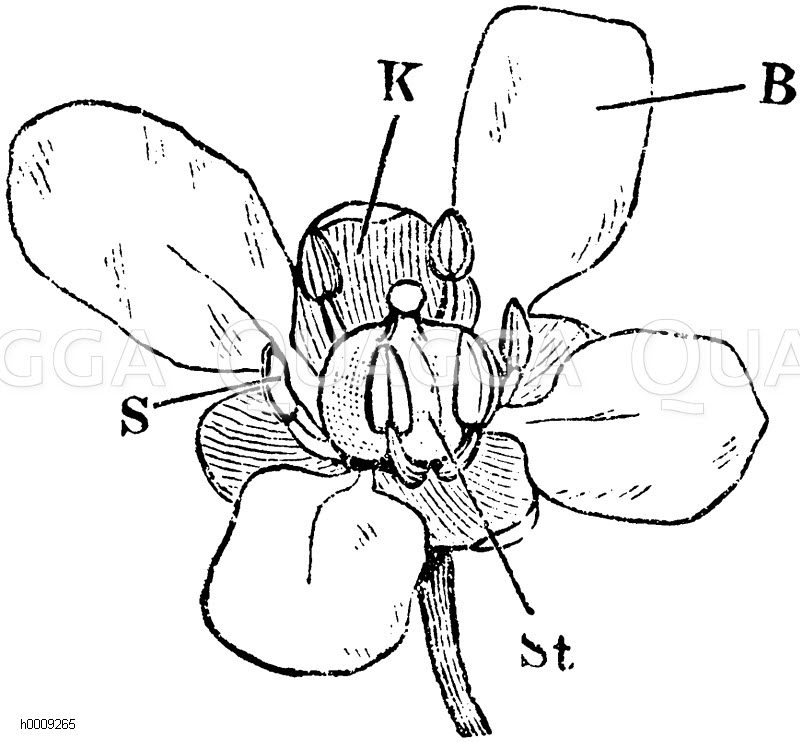 Löffelkraut: Blüte: K) Kelch, B) Blumenblatt, S) Staubblatt, St) Stempel [Digital]