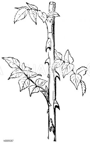Stacheln der Rose [Digital]