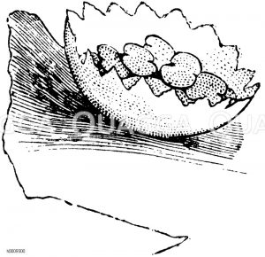 Marchantia polymorpha: Lebermoos: Brutbecher [Digital]