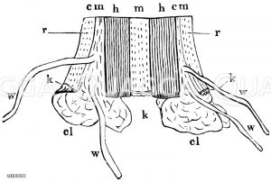 Längsschnitt durch das untere Ende eines Stecklings, cl Callus, cm Cambium, h Holz, k Kork, m Mark, r Rinde, w Wurzel. Schematisch [Digital]