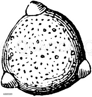 Pollenkorn von der Weberkarde [Digital]