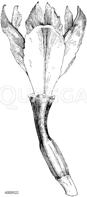 Schwertlilie: Blumenblattartige Narbe [Digital]