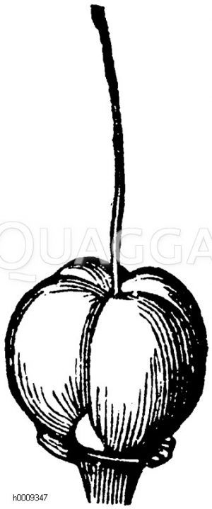 Vierteilige Spaltfrucht des Günsel [Digital]
