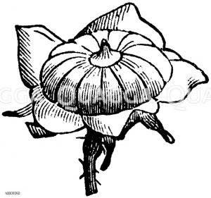 Malvaceae - Malvengewächse