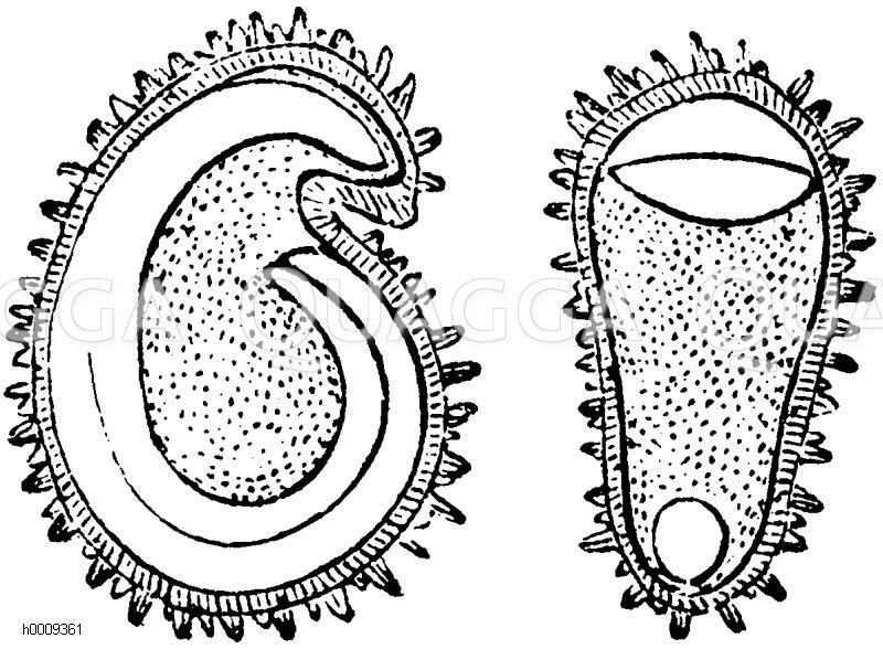 Höckeriger Same der Sternmiere. Ganz, der Länge des Keimes und der Quere nach durchschnitten. Der Keim ist weiß, das Eiweiß punktiert [Digital]
