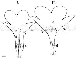 Dimorphe Blüten des Lungenkrautes, a) Blumenkrone, b) Staubbeutel, c) Haarkranz, d) Stempel [Digital]