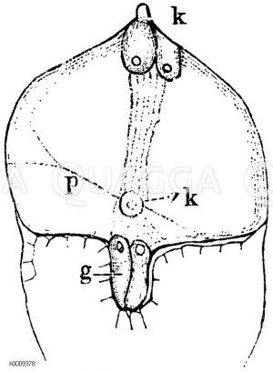 Obere Teil des Samenknospenkernes von Krokus, P) Embryosack mit seinem Zellkern zk), k) die Keimkörperchen, g) Gegenfüßler [Digital]