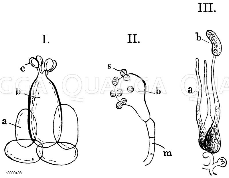 I. Basidiosporen eines Hutpilzes, a) Zellen der Pilzoberfläche, b) Basidie. II. s) Basidiosporen von Geaster hygrometricus, m) Mycelfaden. b) Basidie. III. a) drei Basidien von Exidia spiculosa, b) Basidiospore [Digital]