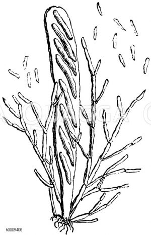 Spermatien abschnürende Fäden umgeben den Sporenschlauch eines Becherpilzes (Peziza) [Digital]