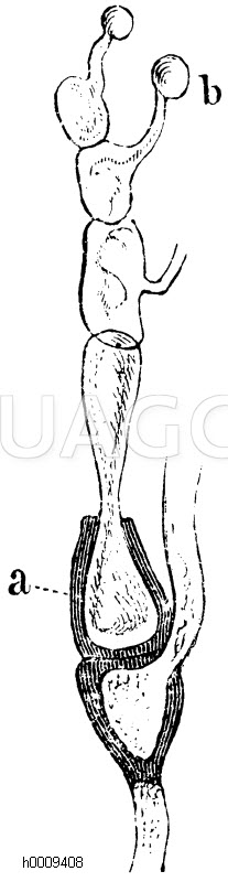 Puccinia gramnis. a) keimende Teleutospore mit einem Promycelium, welches Sporidien b) abschnürt [Digital]